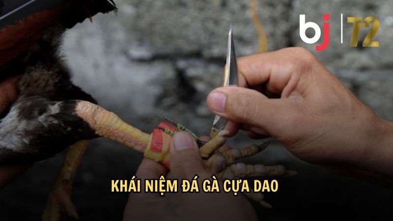 Khái niệm đá gà cựa dao